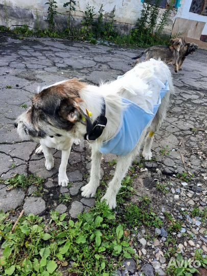 Московская сторожевая