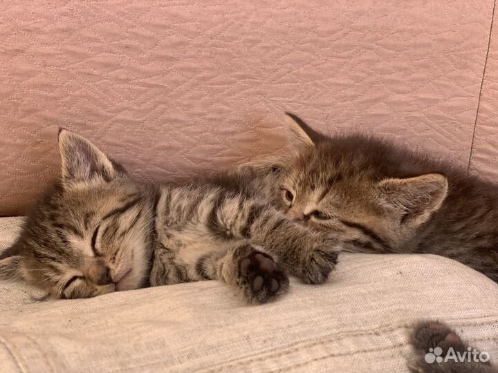 Котята в добрые руки даром