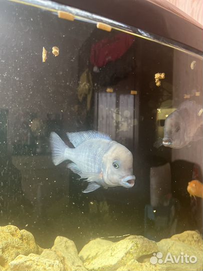 Цихлида Голубой дельфин