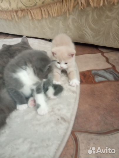 Котята