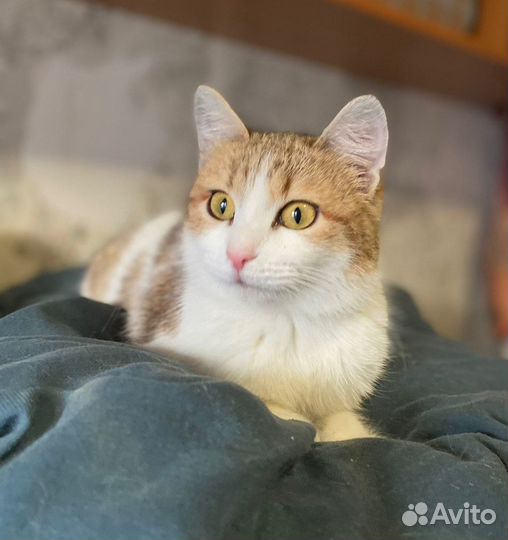 Кошка