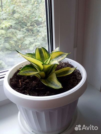 Сансевиерия ханни голд