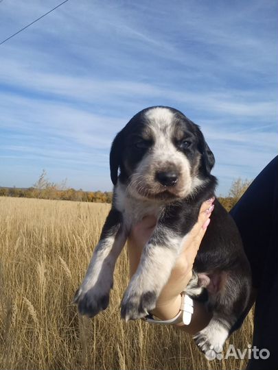 Щенки спаниэля