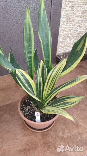Сансевиерия голден флейм
