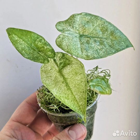 Alocasia fornicata marble variegated