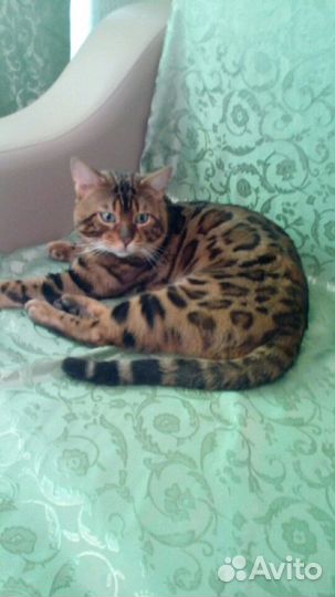 Бенгальский кот