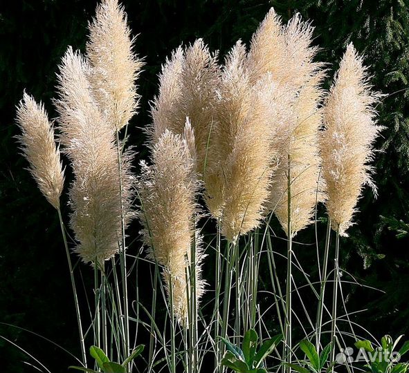 Соцветия пампасной травы