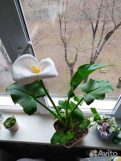 Белые каллы, детки