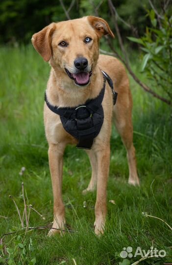 Молодой, дружелюбный пёс в добрые руки