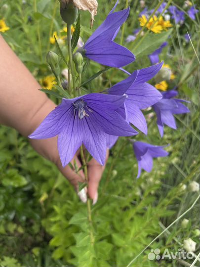 Растения в сад