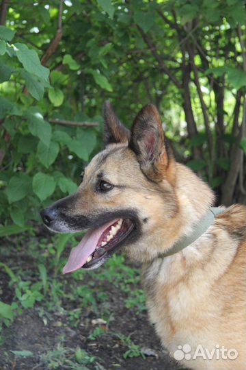 Собака в добрые руки отдам бесплатно