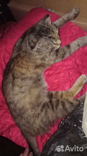 Кошечка в добрые ручки