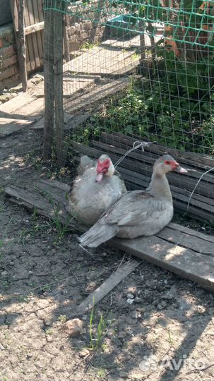 Утки и утята лавандового окраса