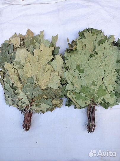 Веники канадский дуб