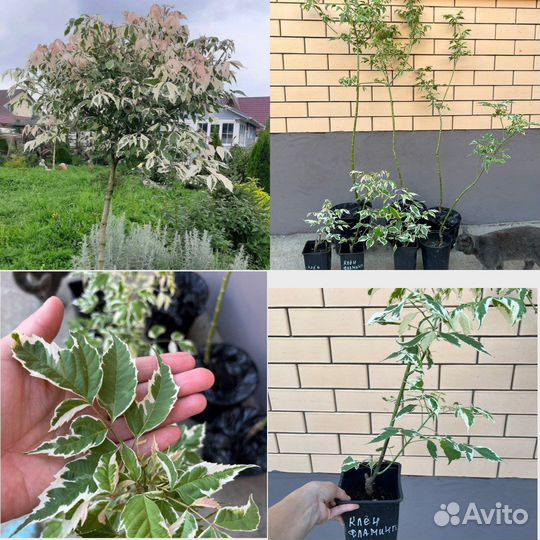 Растения для сада