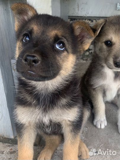 Щенок девочка в добрые руки