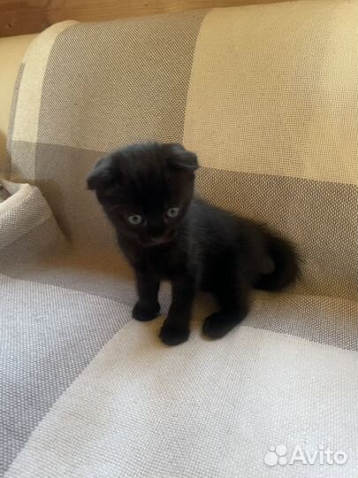 Котёнок шоталдский вислоухий