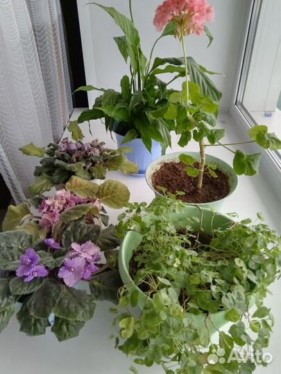 Комнатные цветы