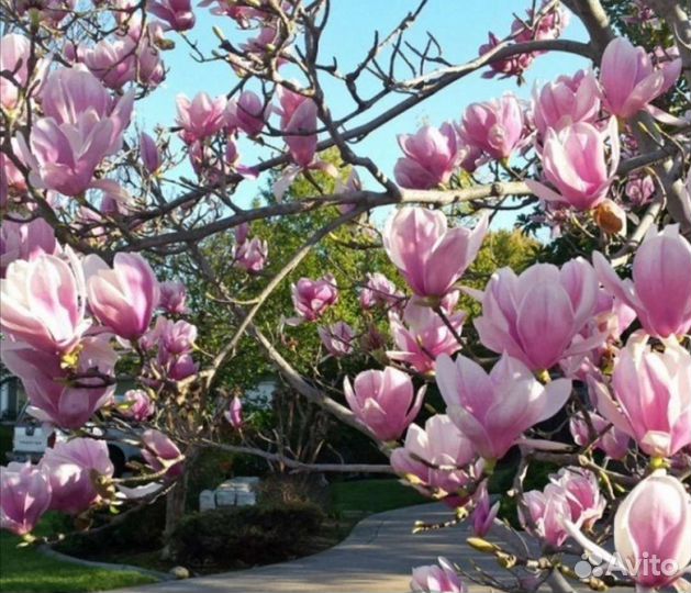 Магнолия Pinke в 4л горшке