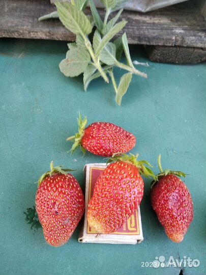 Рассада клубники сорт 
