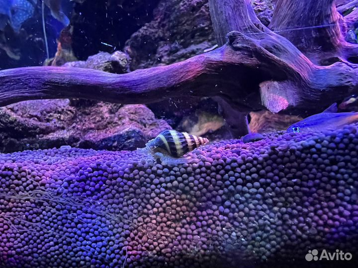 Улитка Хелена