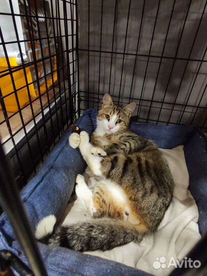 Котик в добрые руки