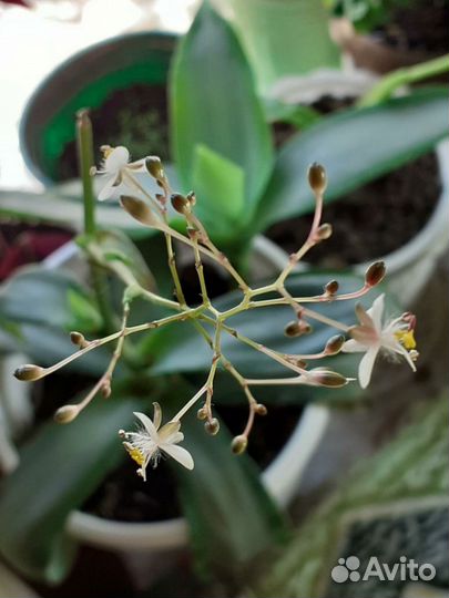 Мурдания комнатный цветок