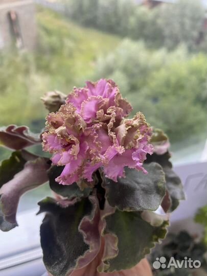 Фиалка island rose