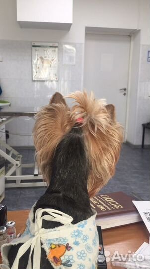 Ветеринарный врач выезд в любую точку города