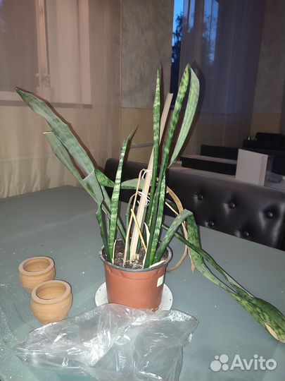 Растения пальма и кактус