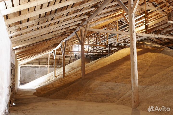 Зерно в ассортименте