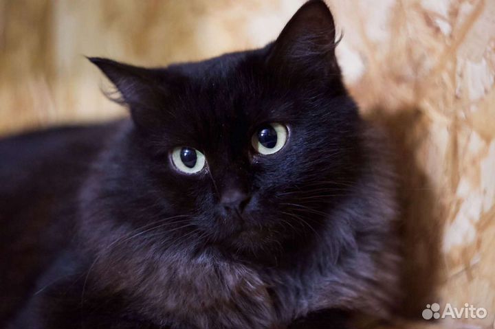 Кошка Ежевичка