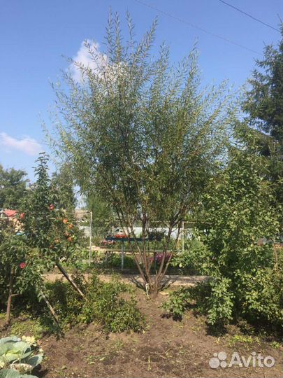 Саженцы вербы оптом и в розницу Краснотал