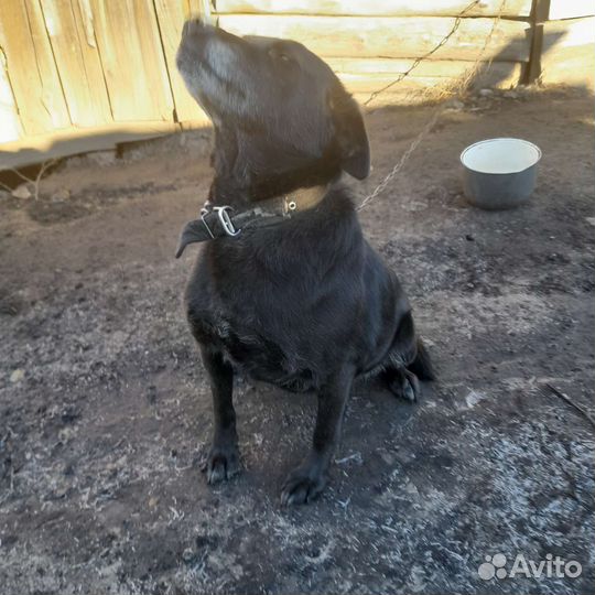 Собака в добрые руки отдам бесплатно