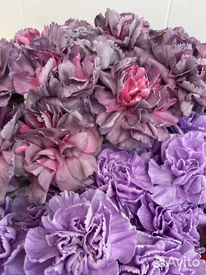 Диантусы/ гвоздики