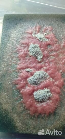 Живые корма для рыб