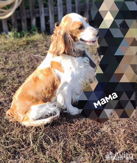 Щенки русского охотничьего спаниеля