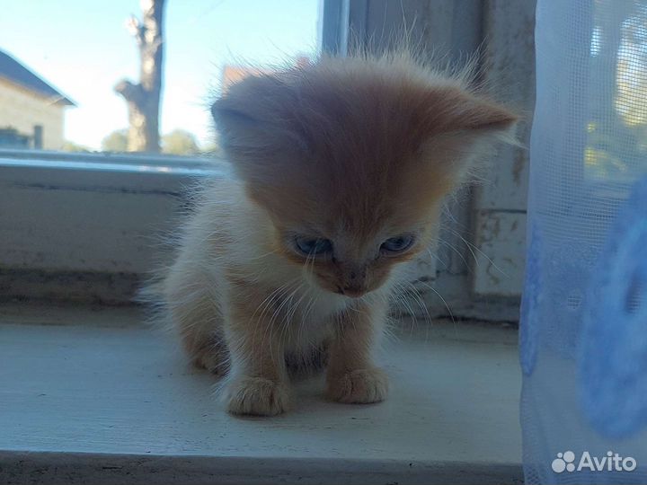 Котята мышеловы