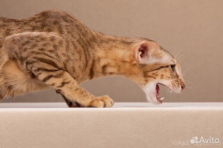 Ориентальный котик