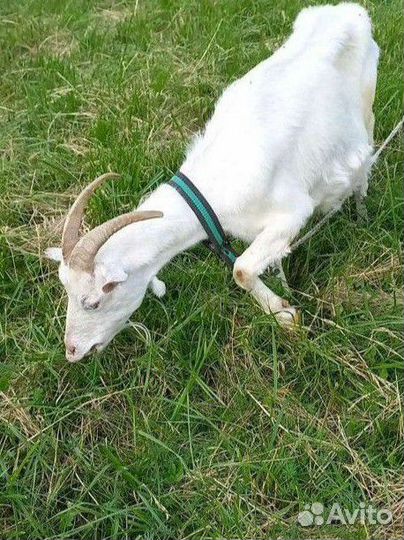 Коза с козленком