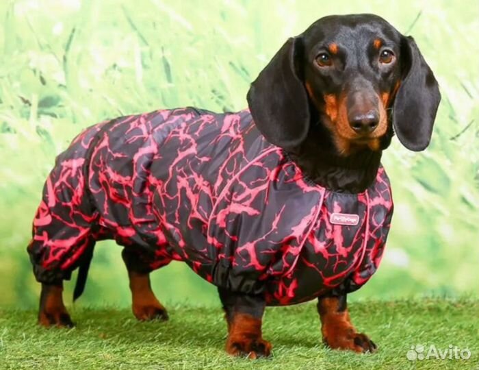 Дождевик для таксы