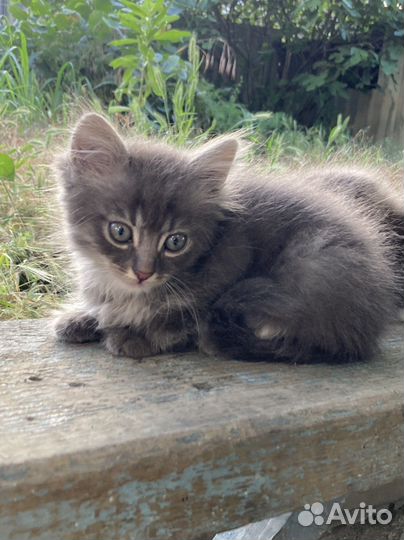 Котята