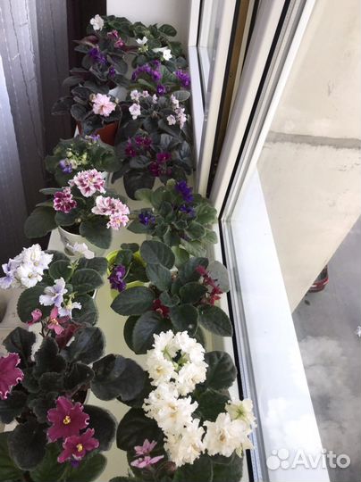 Фиалка махровая сортовая пышная