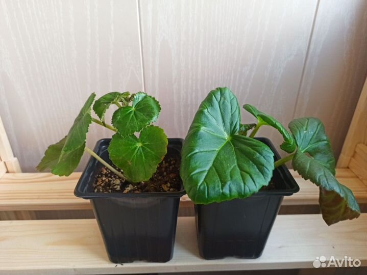 Бегония элатиор, ампельная красная