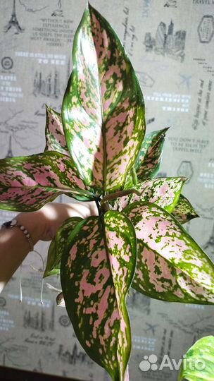 Аглаонемы сортовые