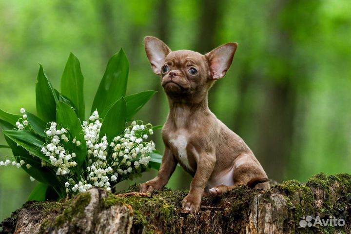 Чихуахуа-мини. шоколадная куколка