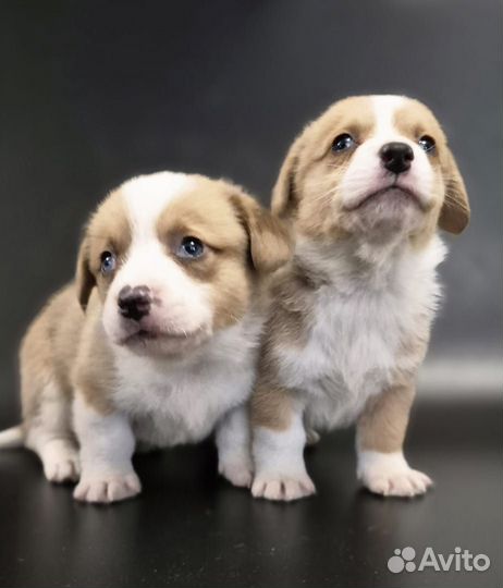 Кардиганы Рыжики