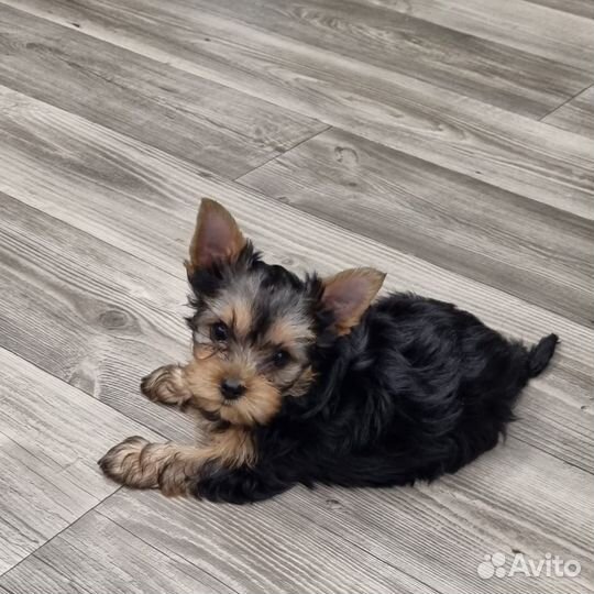 Йоркширский терьер