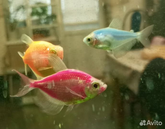 Рыбки Тернеции