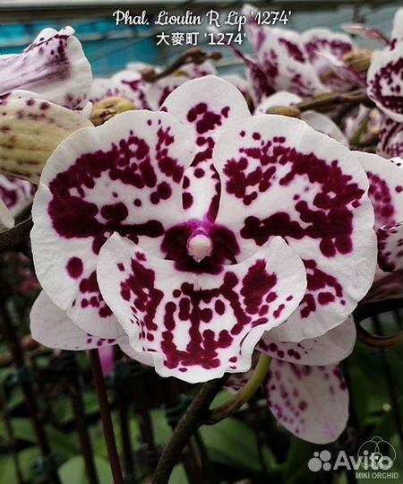 Орхидея Phal. Lioulin R Lip '1274'